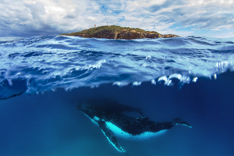 Humpback Whale at Moretin Island